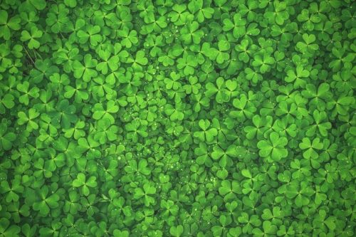 shamrock