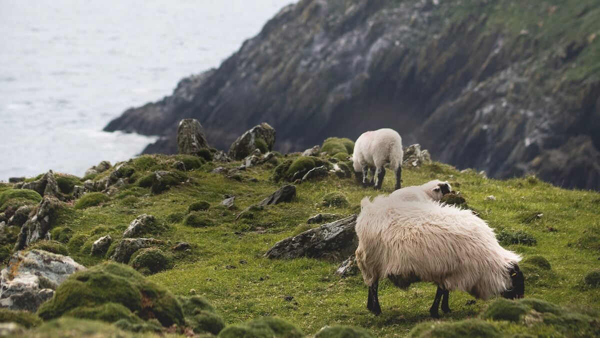 Irish-words-and-phrases